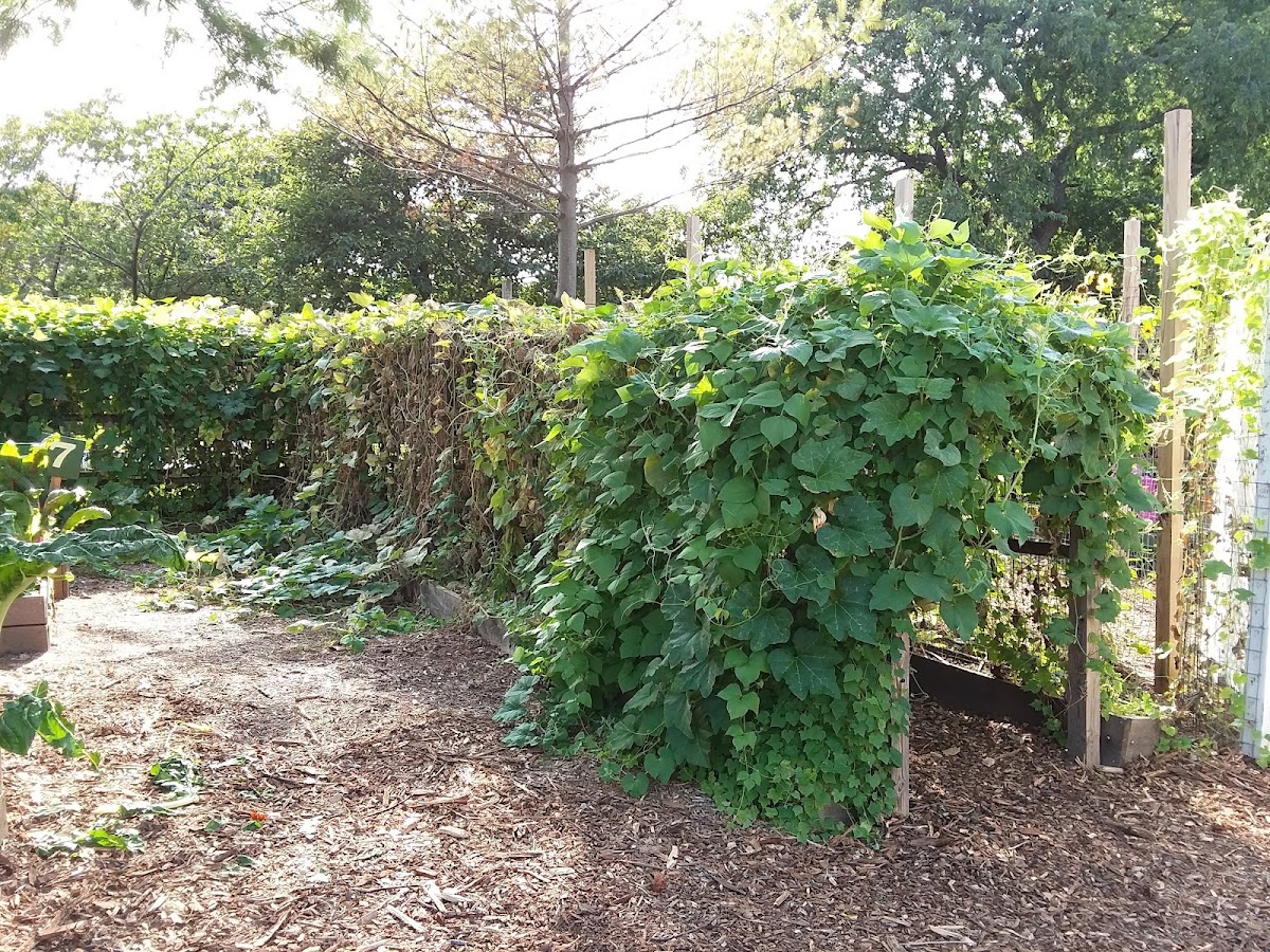 Randall's Island Urban Farm
