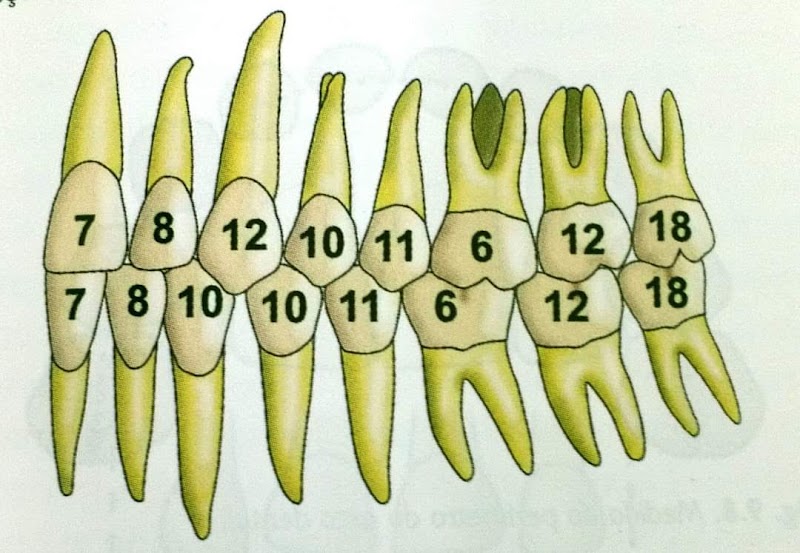 Odontologia Curitiba - Dra Priscila Albini - foto 4