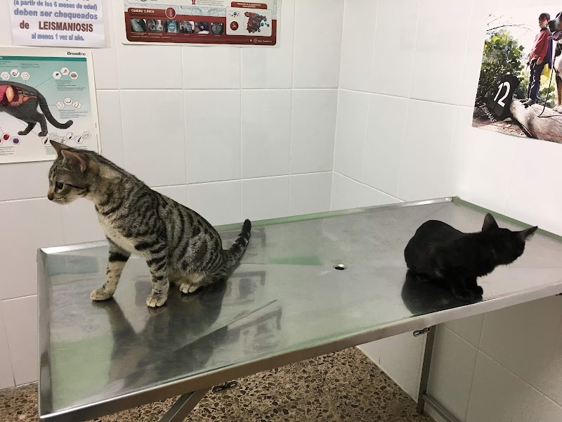 Veterinario Alicante