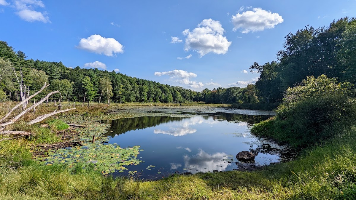 Wayne F. McCallum Wildlife Management Area