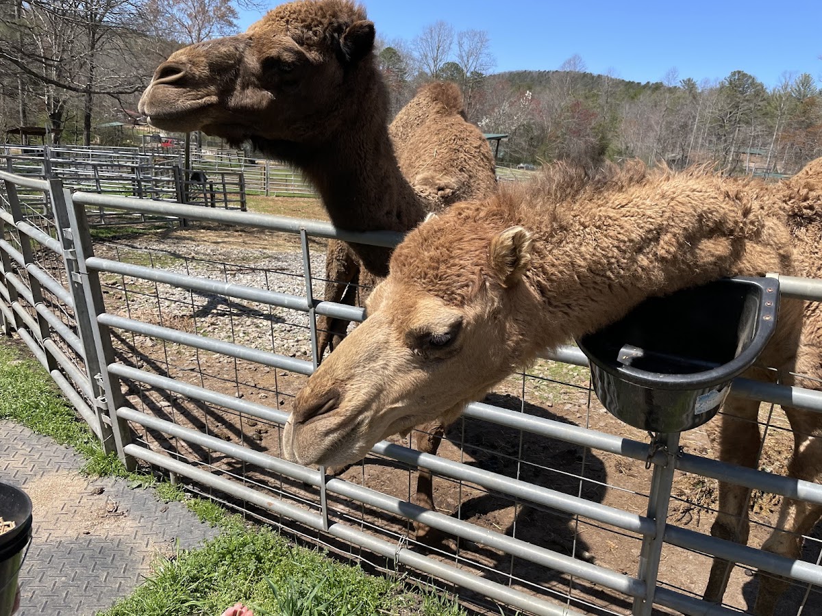North Georgia Wildlife Park and Safari