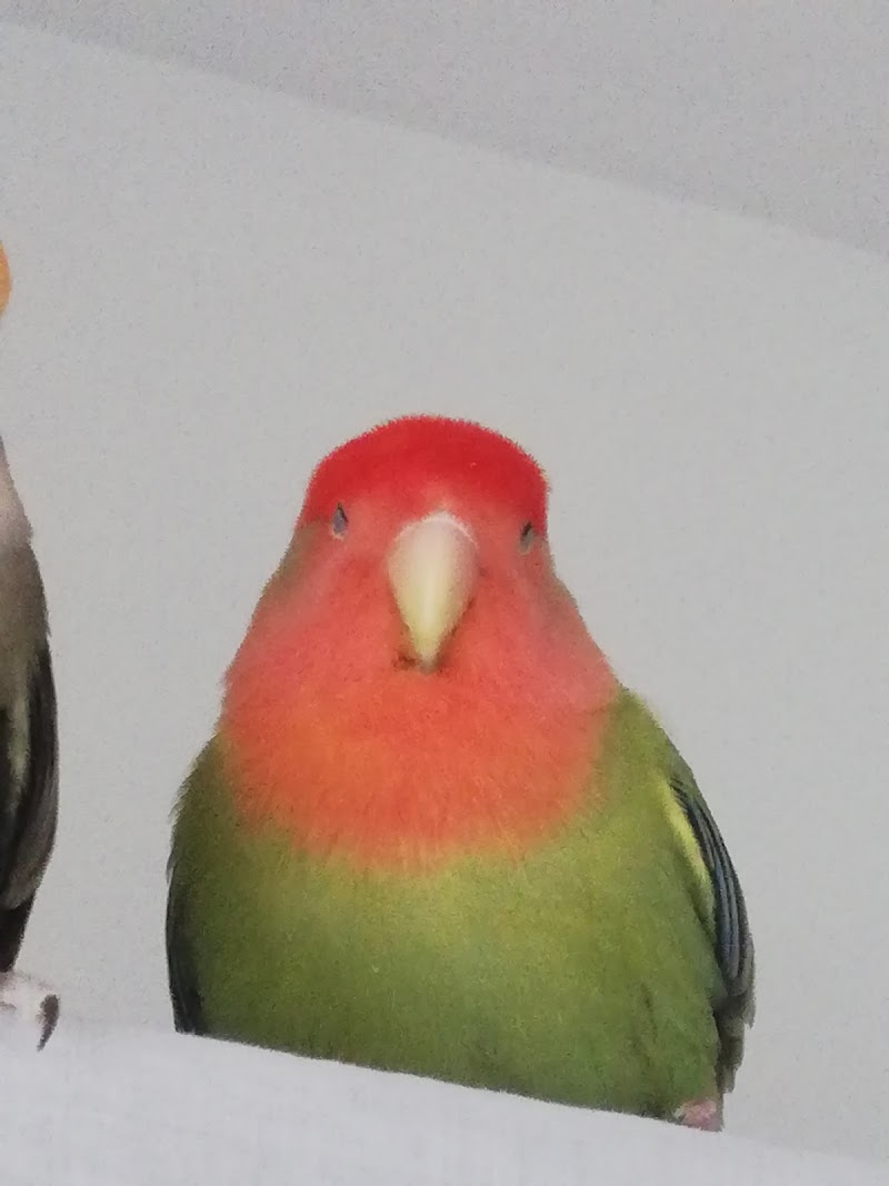 Clinica Veterinaria Los Molinos