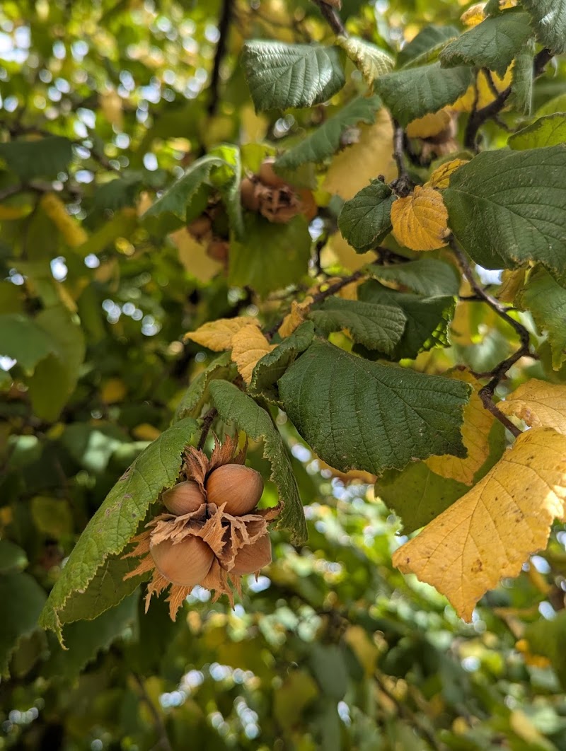 Ken & June's Hazelnuts Melcher Family Farms photo 4
