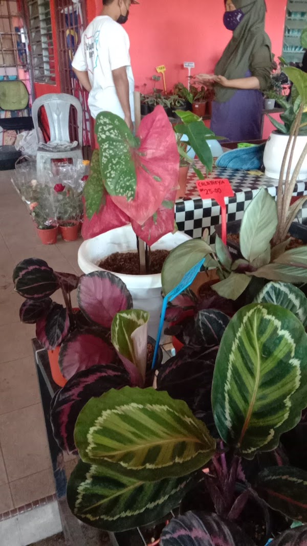 Nursery Abang Mie Jerantut - Photo 1