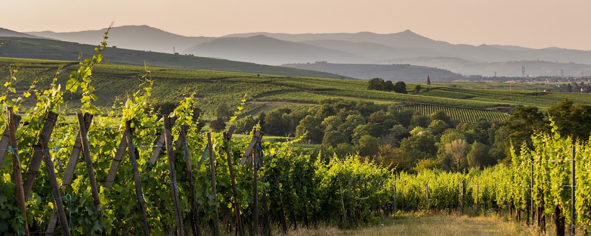 Domaine Joseph Gruss & Son (Fine Wines of Alsace)