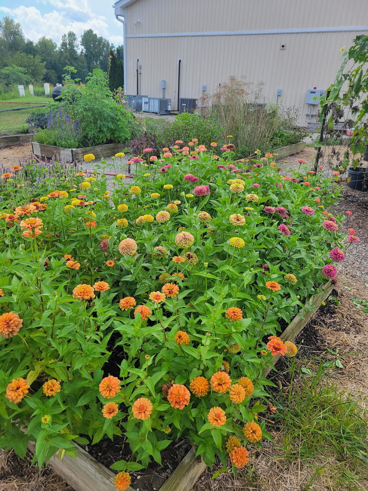 Thies Farm & Greenhouses Inc photo 3