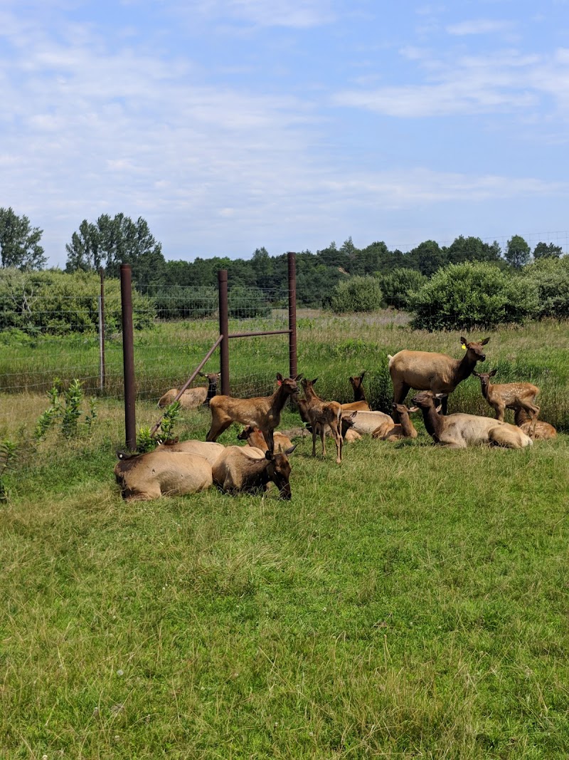 Amber Elk Ranch - Photo 5