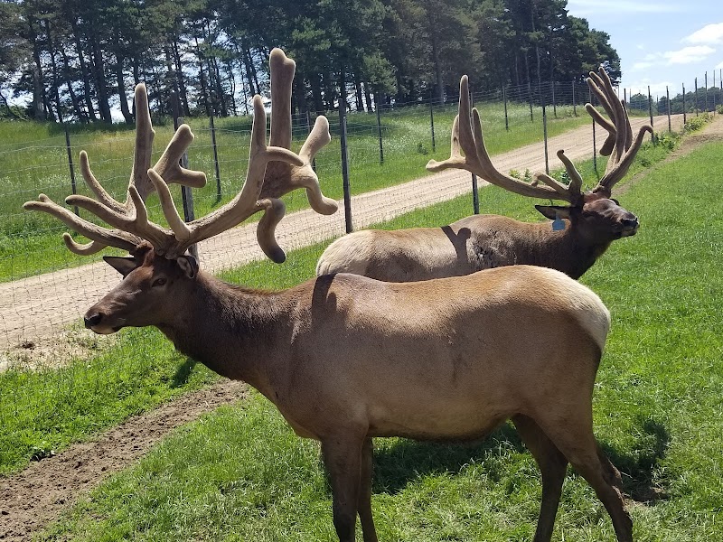 Amber Elk Ranch - Photo 1