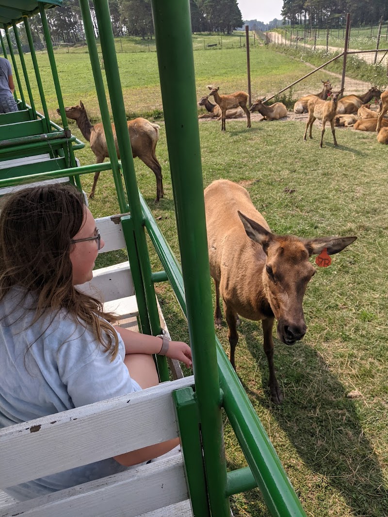 Amber Elk Ranch - Photo 3