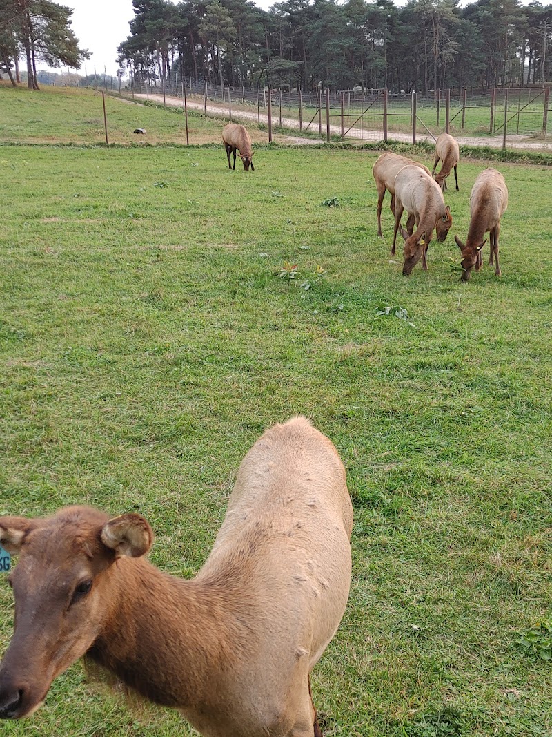Amber Elk Ranch - Photo 4
