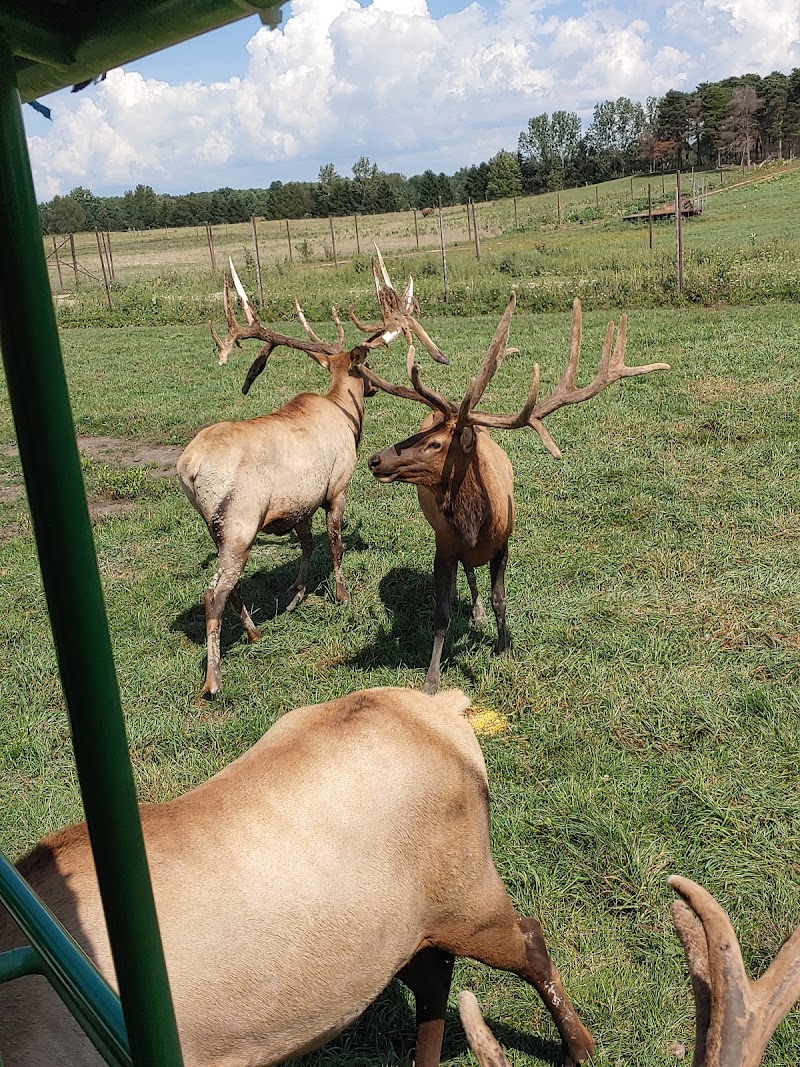 Amber Elk Ranch - Photo 2