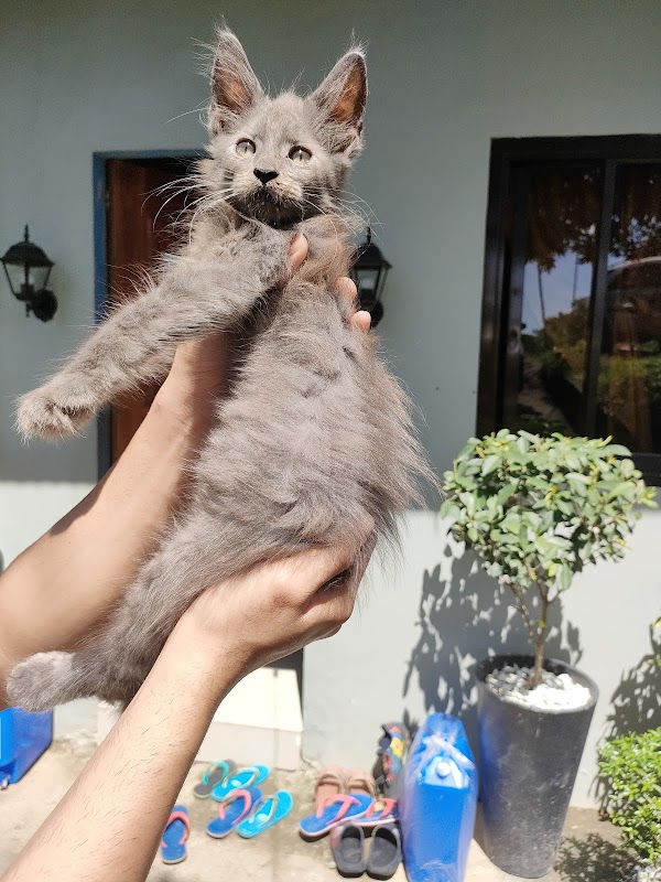 BB's Catfeteria - Taguig City