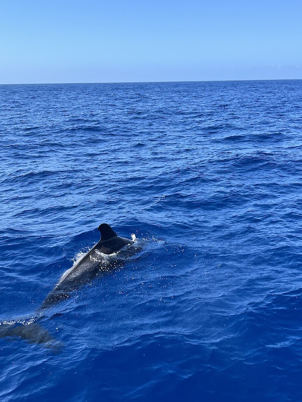 Deep Sea Fishing in Los Cristianos photo 5