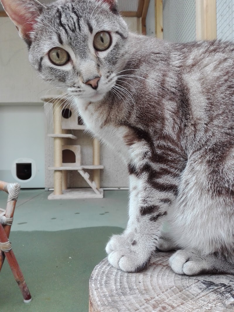 Peludos - Residencia Canina y Felina