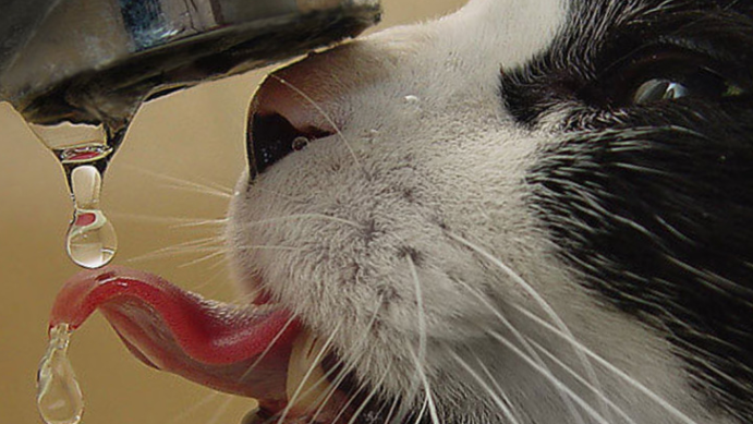 Centro Veterinario Zorrilla