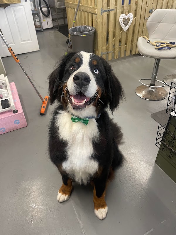 The dog shack dog grooming