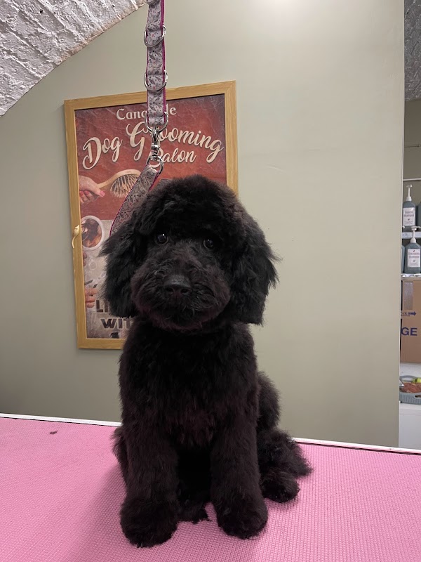 The dog shack dog grooming