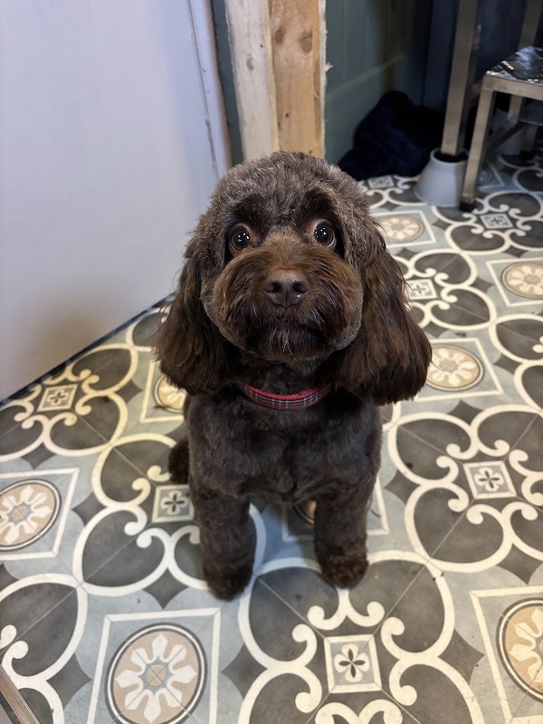 The dog shack dog grooming