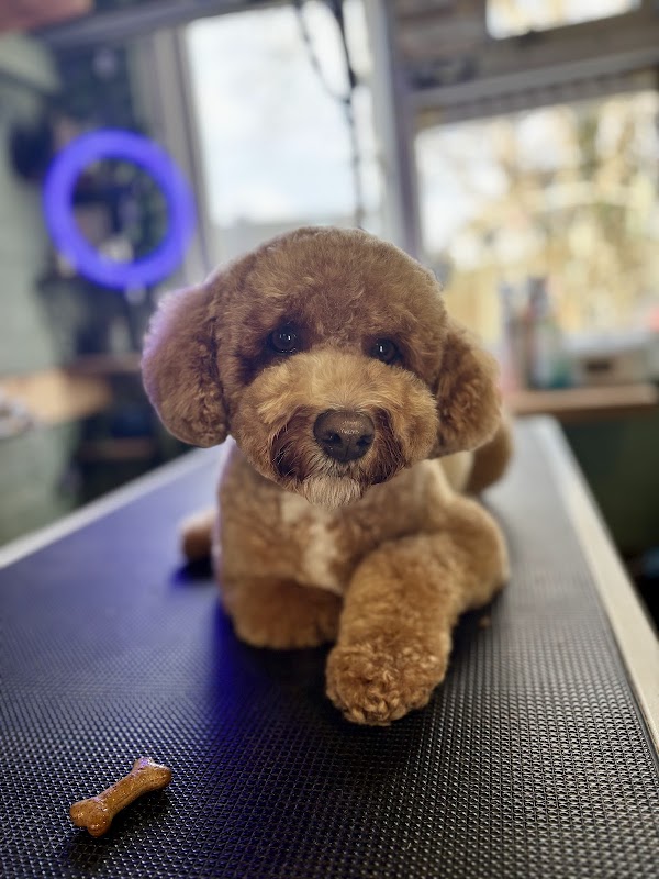 The dog shack dog grooming