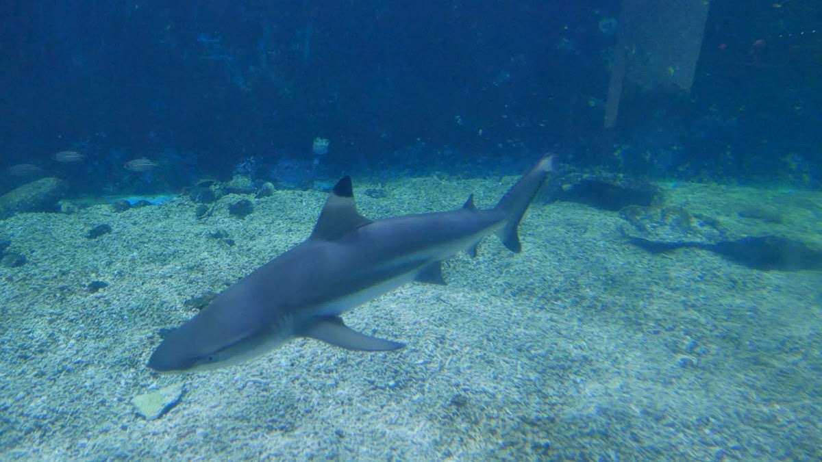 Shenzhen Sea World Sharks Hall