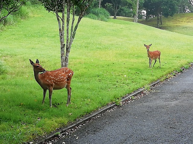 Hanase Country Club (Chiba Prefecture) - Photo 6