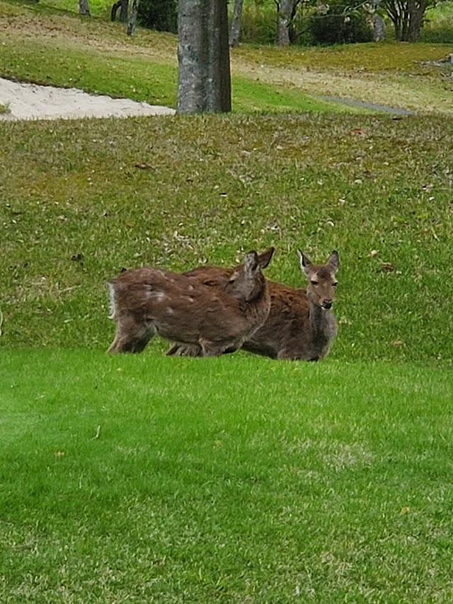 Hanase Country Club (Chiba Prefecture) - Photo 10