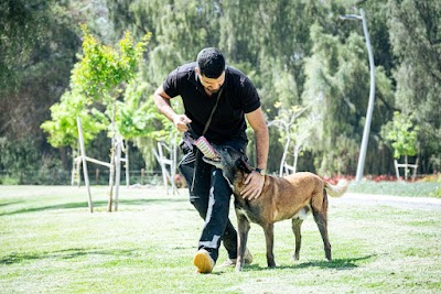 משה חדד מאלף כלבים | אילוף כלבים בדרום