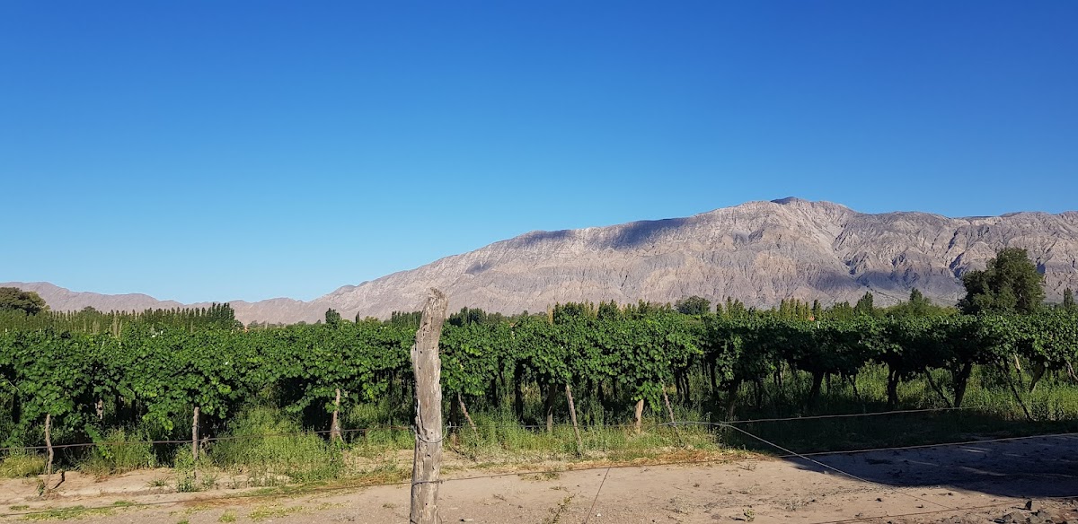 Viñas del Lago S.A.