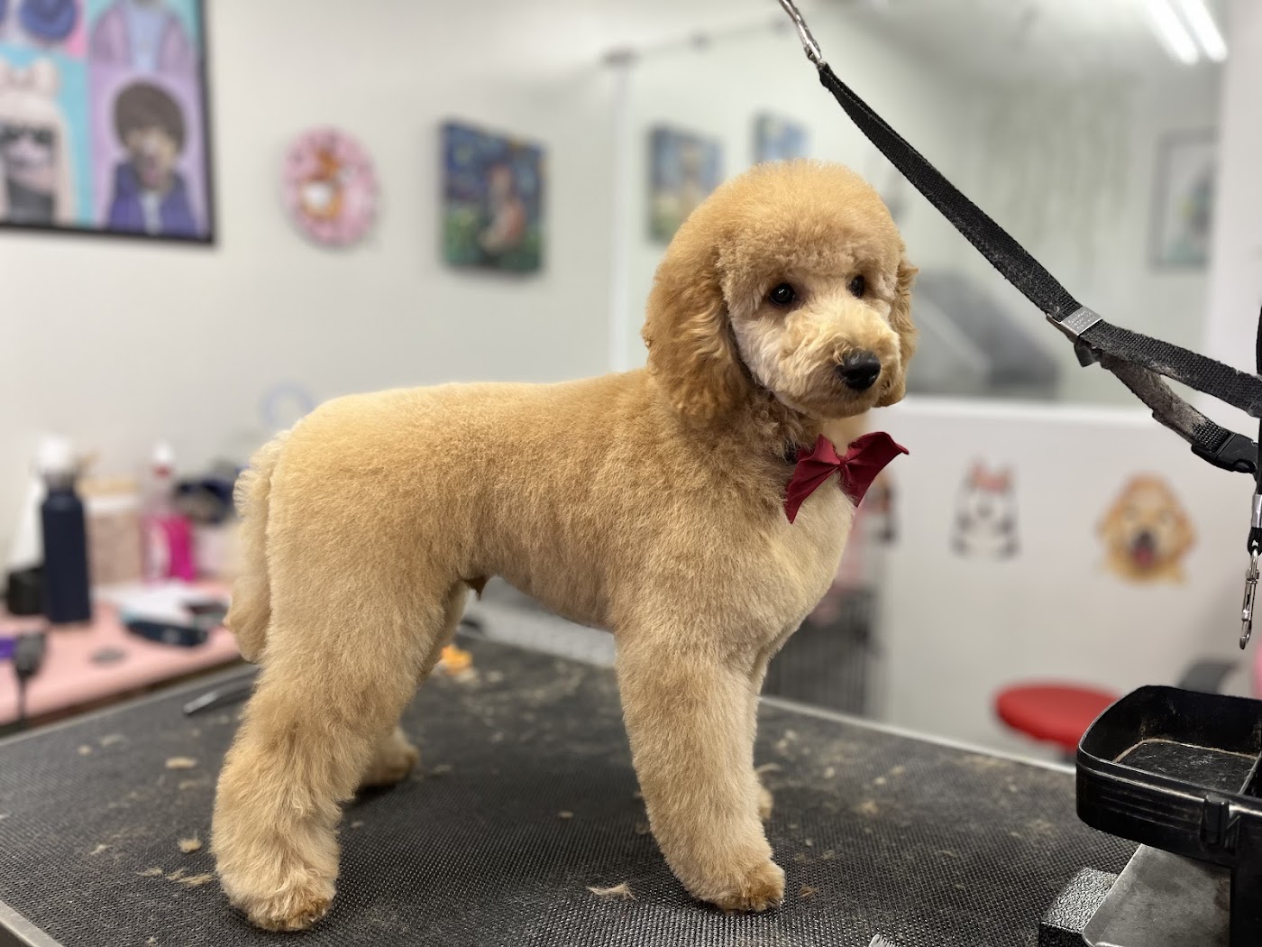 The Pawfectionist Dog Salon interior