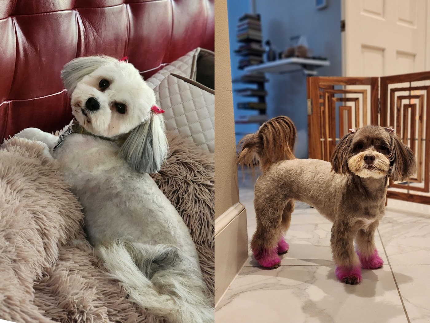 The Pawfectionist Dog Salon photo 3