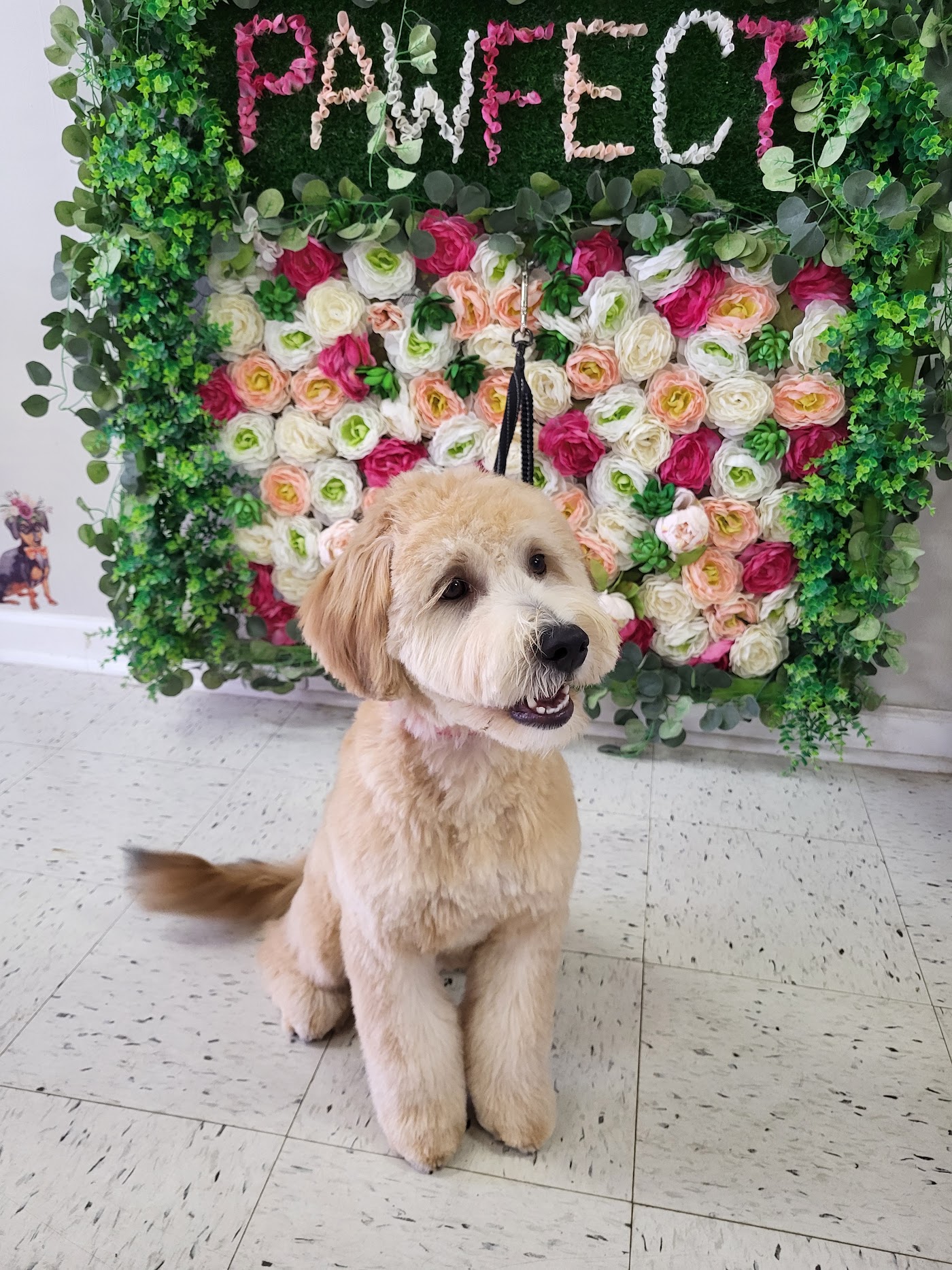 The Pawfectionist Dog Salon photo 1