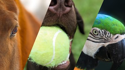 Animal Behavior Center Chattanooga