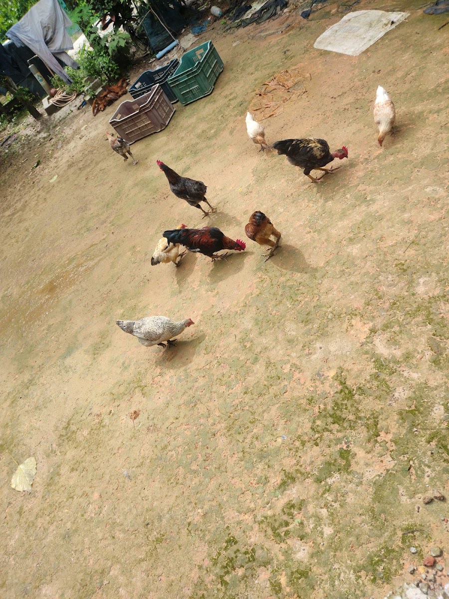 Nepal Chowmuni Google photo 1