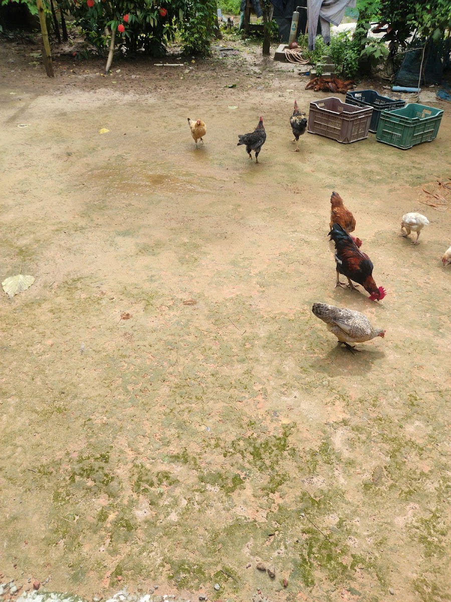 Nepal Chowmuni Google photo 2