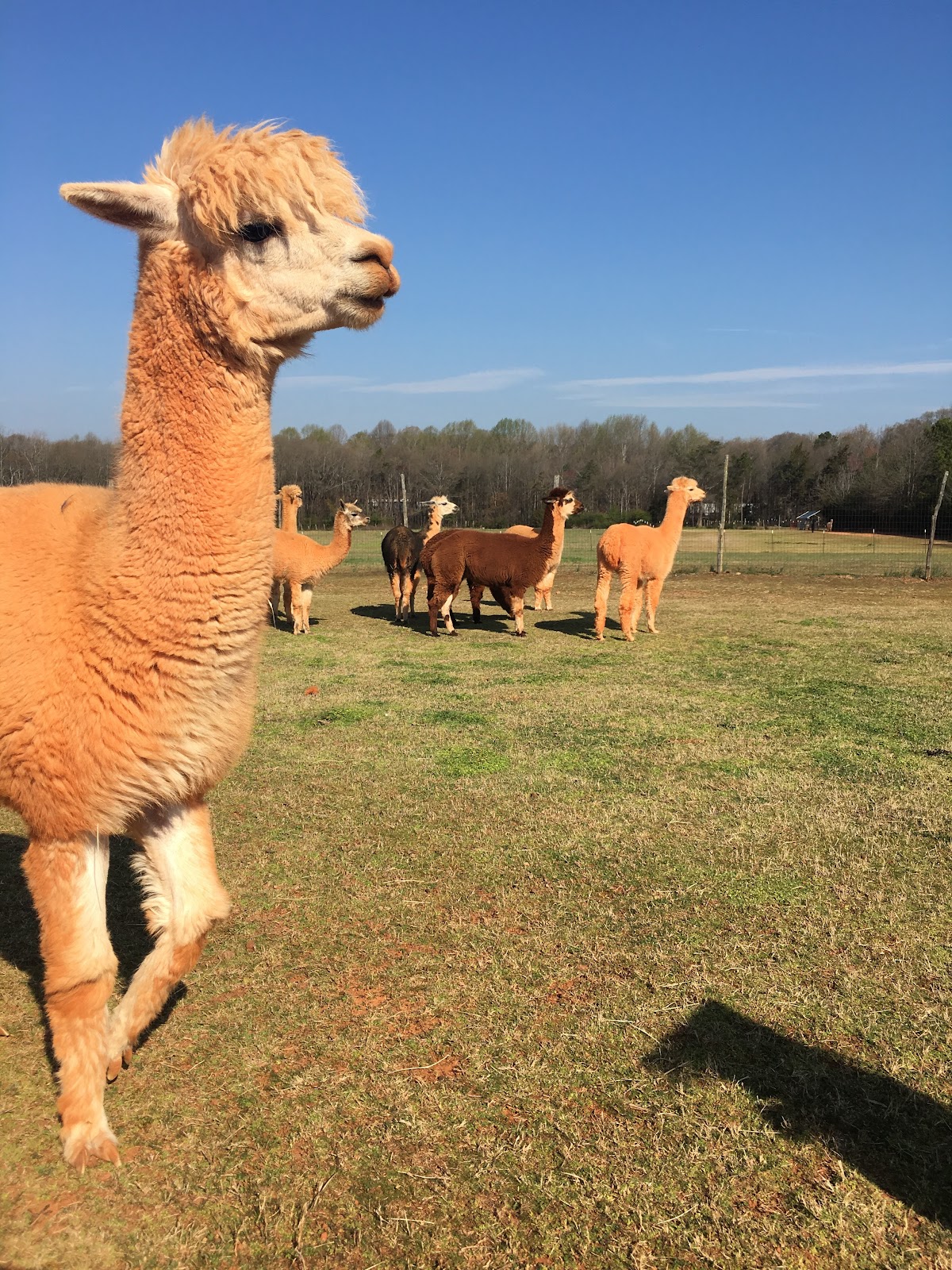 Lucky Acres Farm