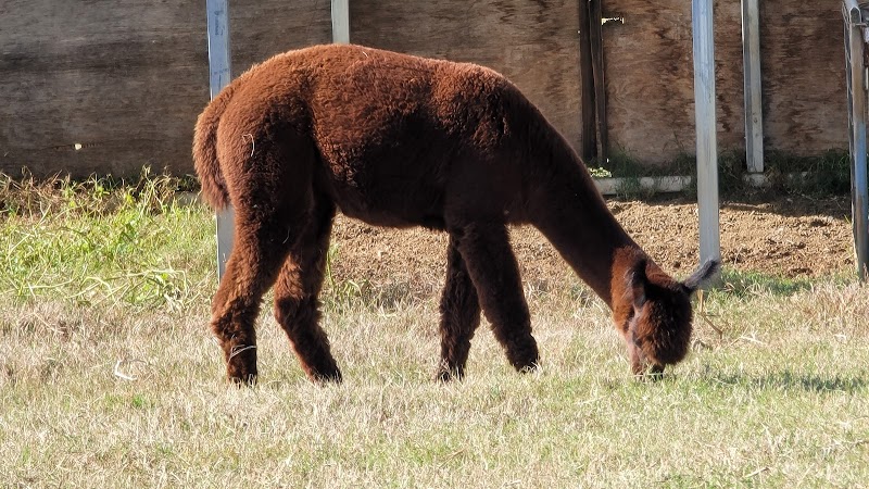 Lucky Acres Farm - Photo 5