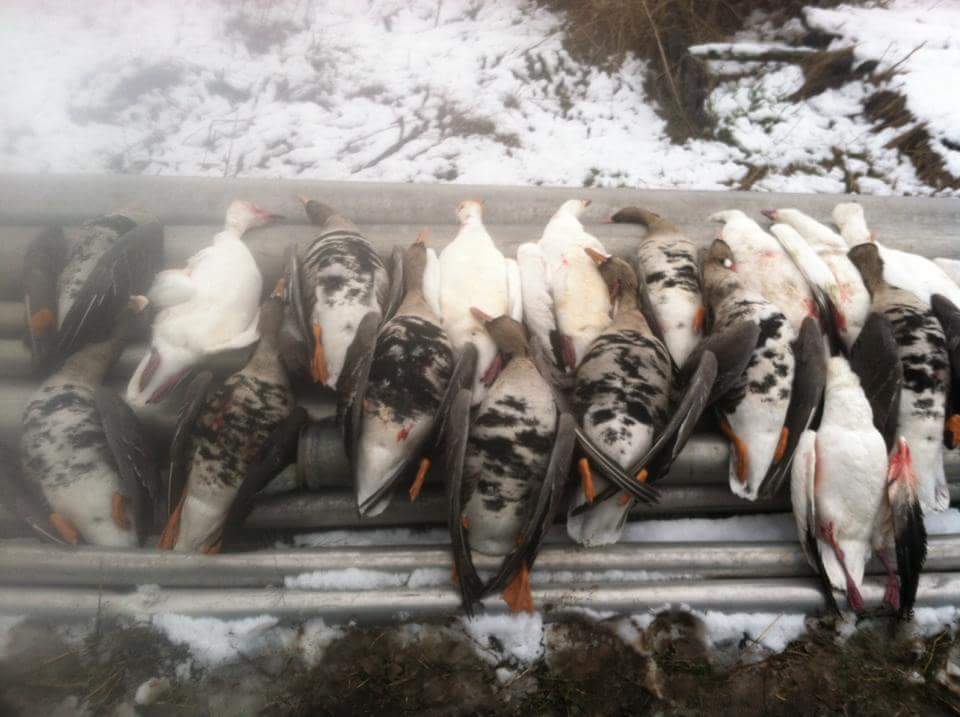 Webfoot Outfitters