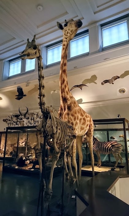 Gothenburg Museum of Natural History fotoğraf 1