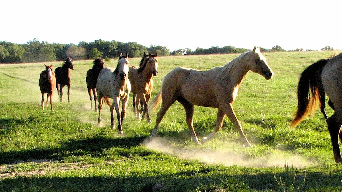 Skyland Ranch
