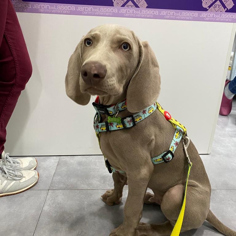 Centro Veterinario Jardín de la Seda