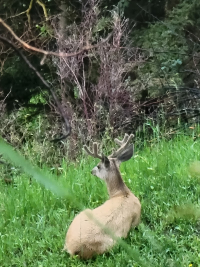 Valdez Ranches & Hunting - Photo 6