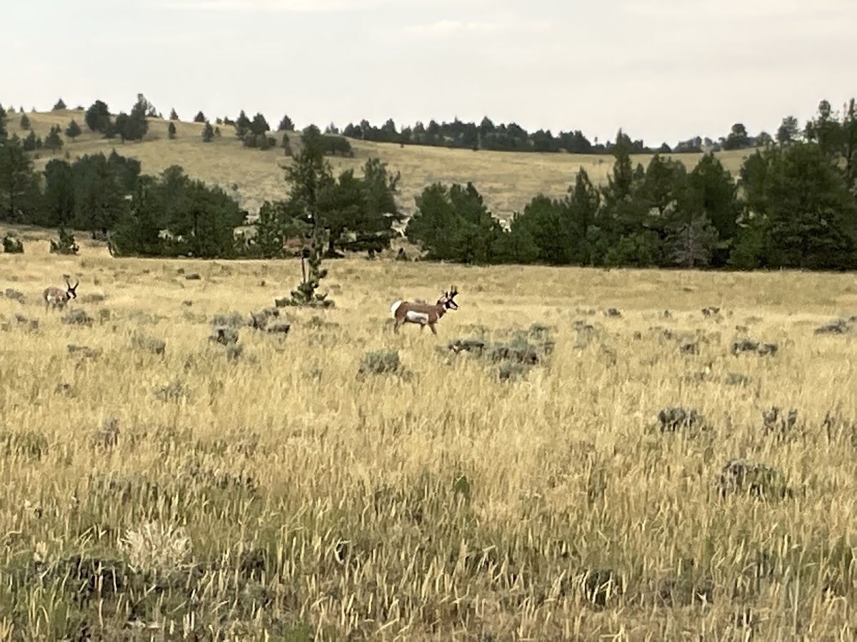 The Spearhead Ranch