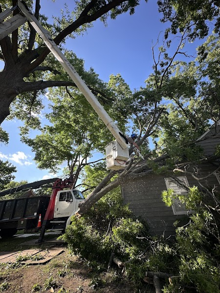 Eisenhower Tree Care