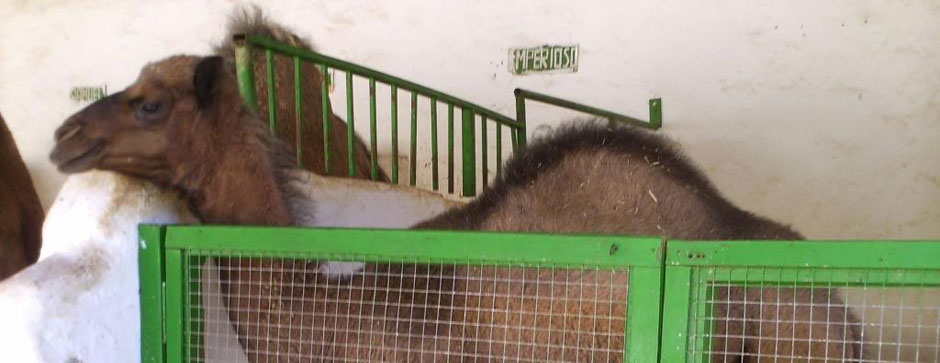 Camel Riding in Costa Adeje