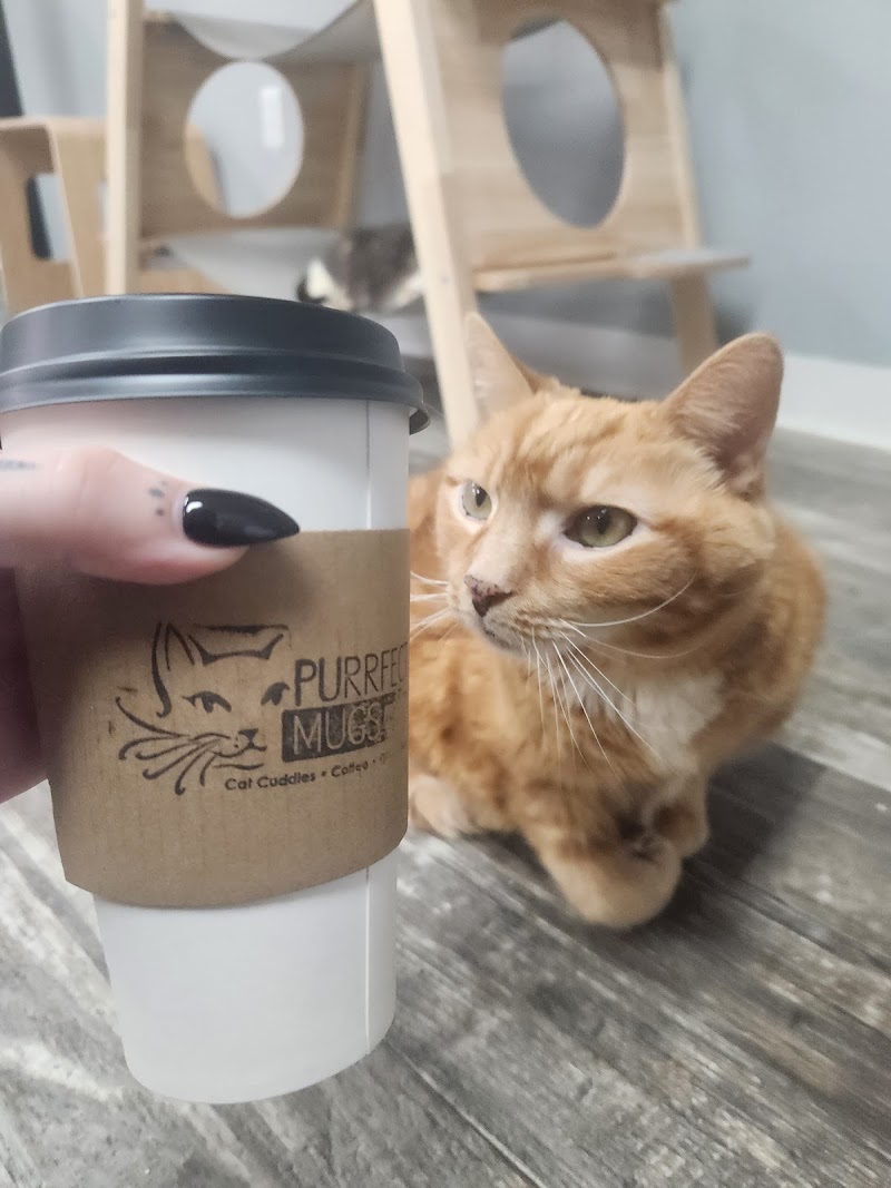 Purrfect Mugs Cat Cafe photo 4