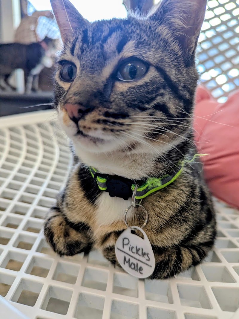 Purrfect Mugs Cat Cafe photo 4
