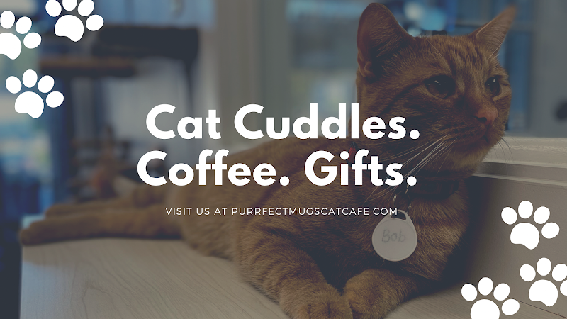 Purrfect Mugs Cat Cafe photo 3
