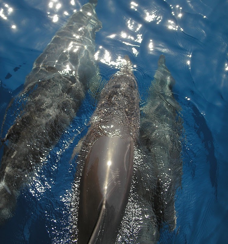 Whale Watching in Arguineguín
