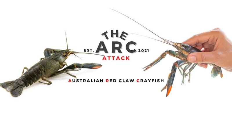 The ARC Attack Red Claw Crayfish