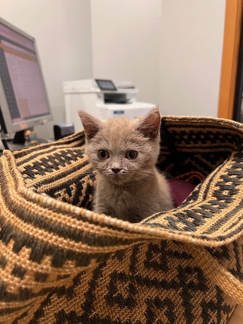 Clínica Veterinaria Lúa | MiVet photo 4